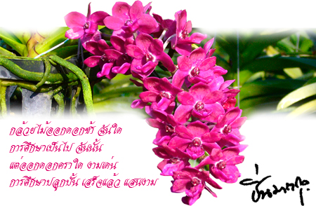 orchids