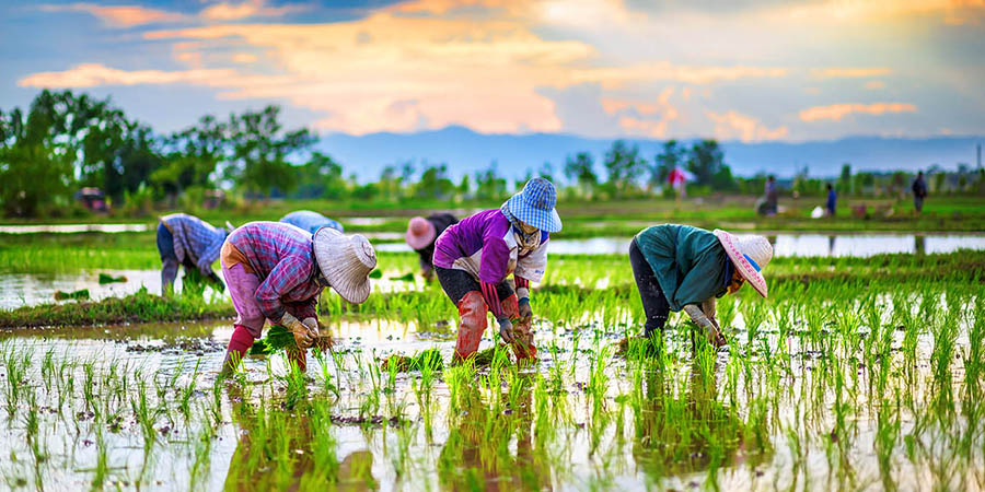 agri thai
