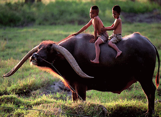มาเป็นชาวนากับพวกผมไหม? farmer 1