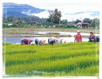 rice field 2