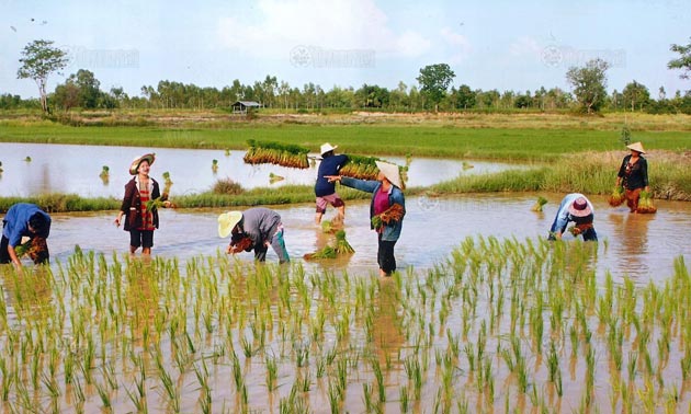 thai-farmer-1